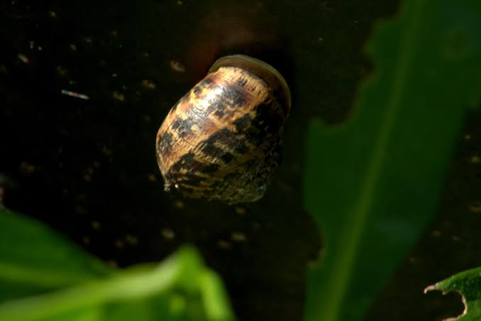 What are the equipment needed for snail farming