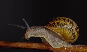 How to start snail farming at home