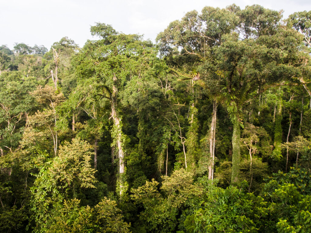 Largest Forest